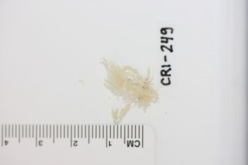 Media type: image;   Invertebrate Zoology CRI-249 Description: Preserved specimen.;